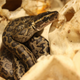 Just hatched African rock python baby (Python sebae) at Tropicario - The Tropical Animal House, Helsinki, Finland